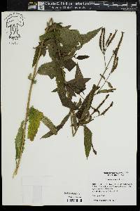 Verbena hastata image