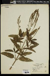 Verbena hastata image