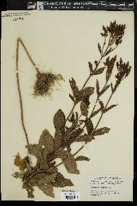 Verbena hastata image