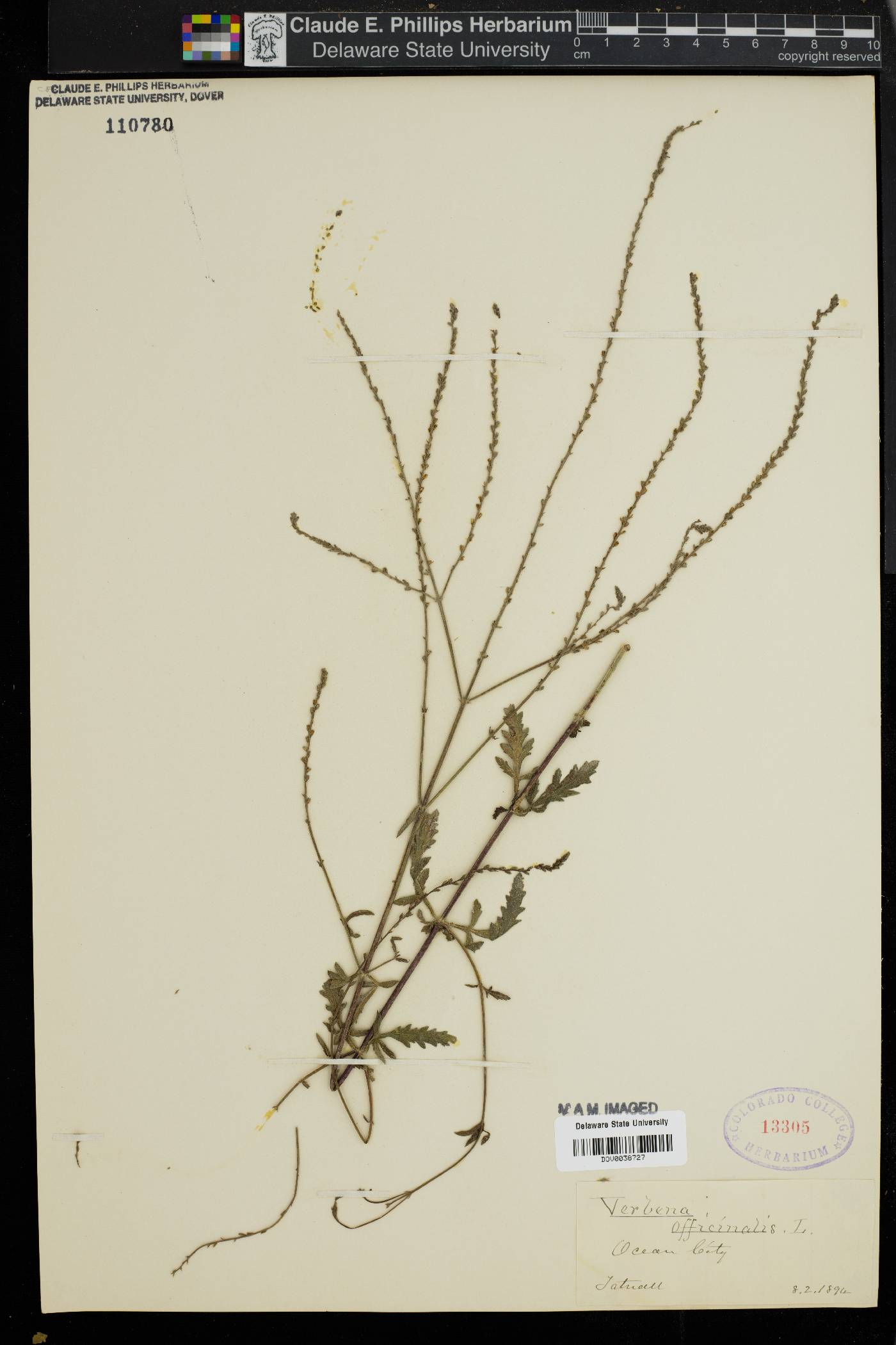 Verbena officinalis image