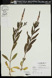 Verbena simplex image