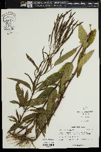 Verbena hastata image