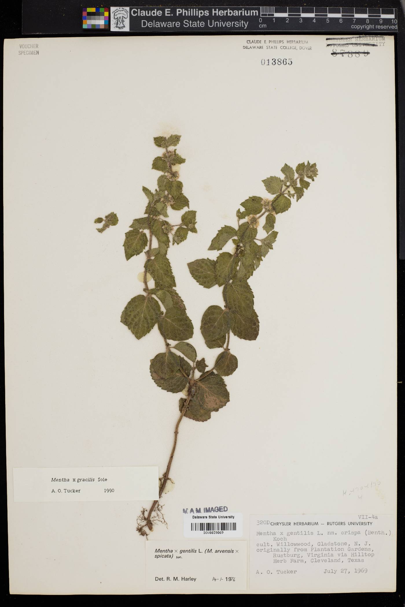 Mentha x gracilis image