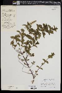 Mentha spicata image