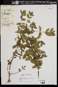 Mentha spicata image