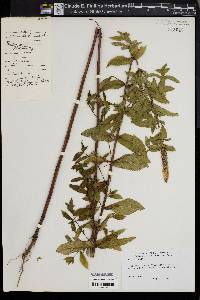 Mentha spicata image