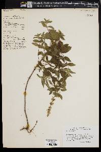 Mentha spicata image