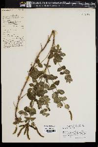 Mentha suaveolens image