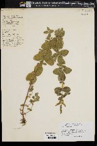 Mentha suaveolens image