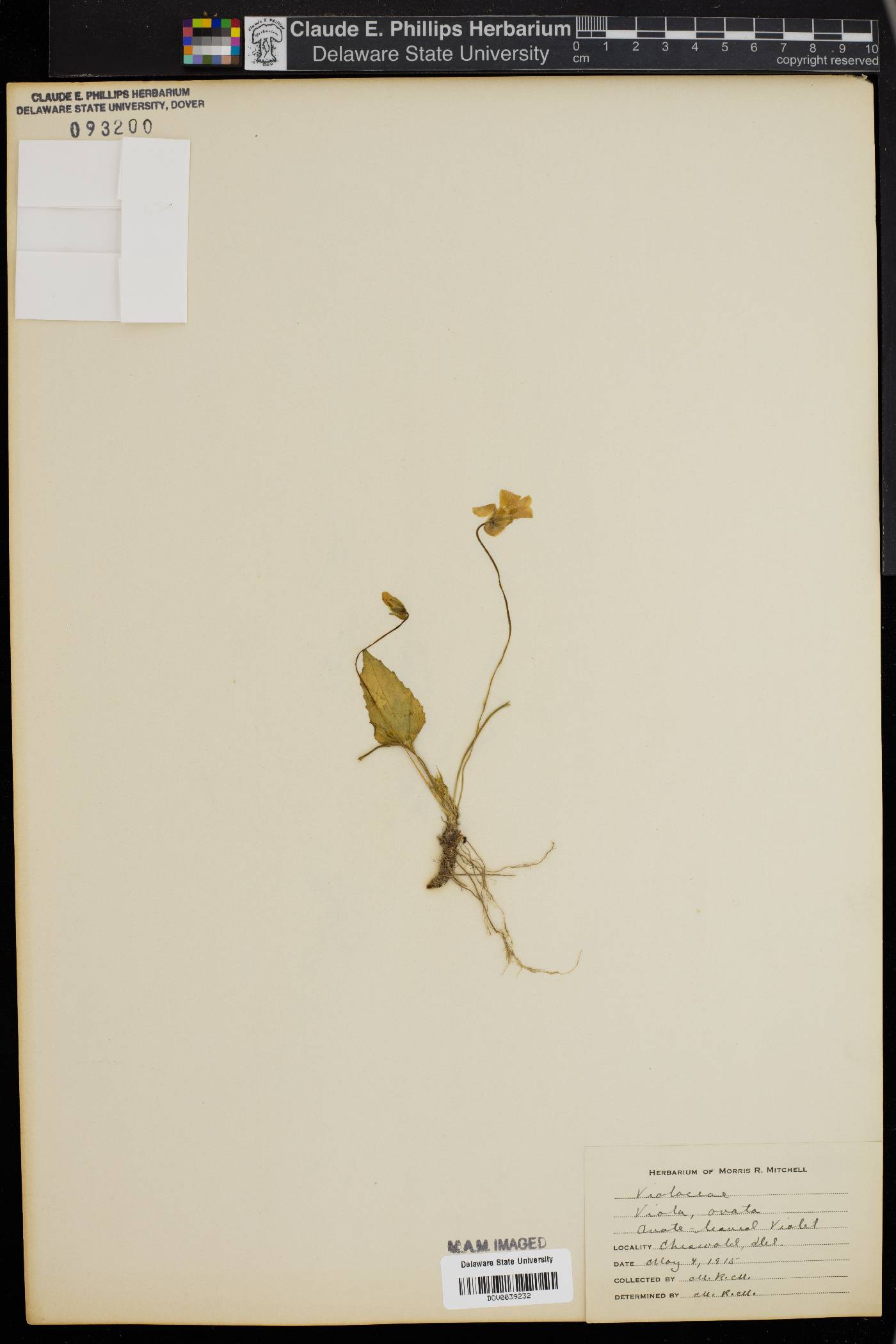 Viola ovata image