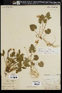 Viola palmata image