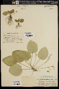 Viola rotundifolia image