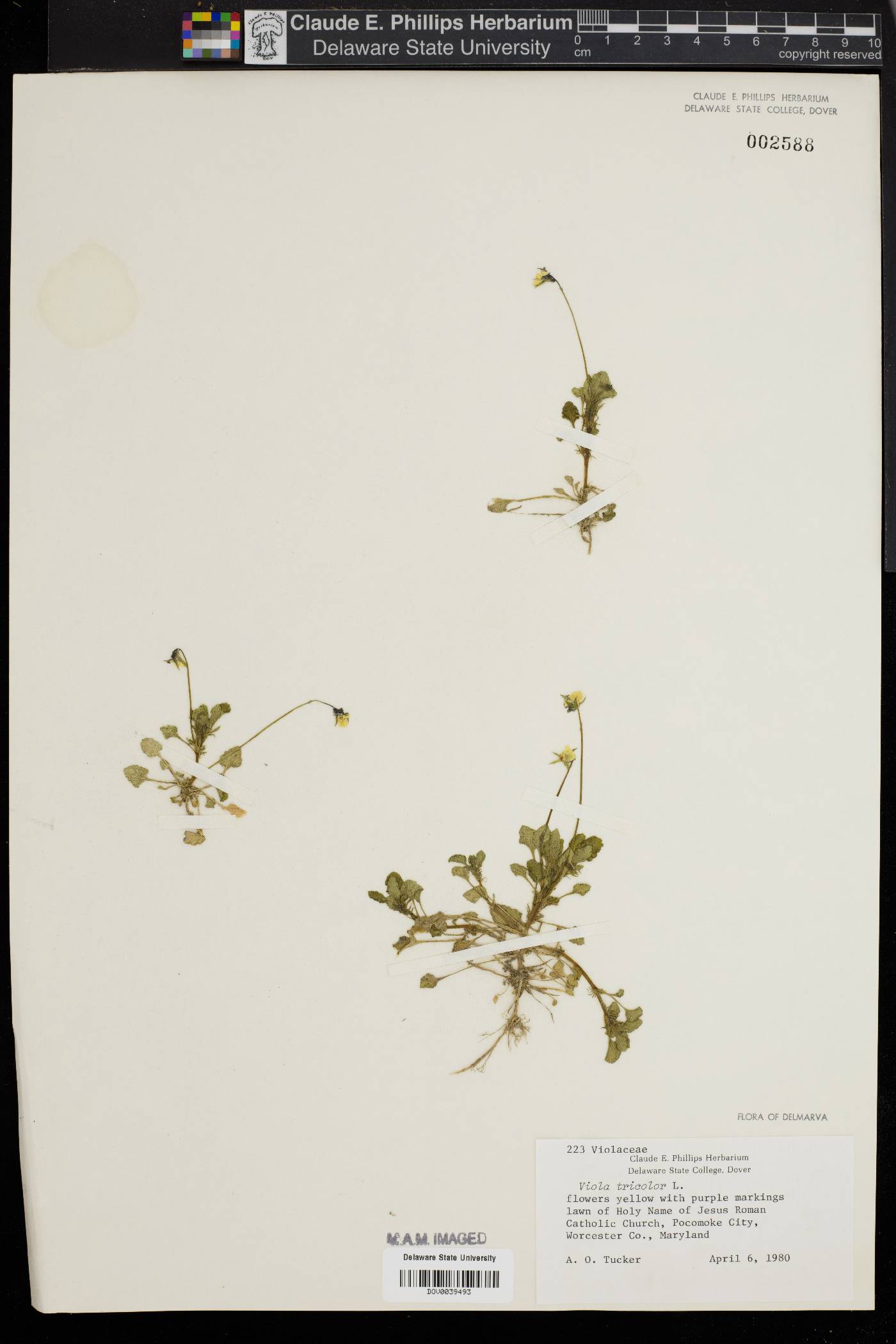 Viola tricolor image