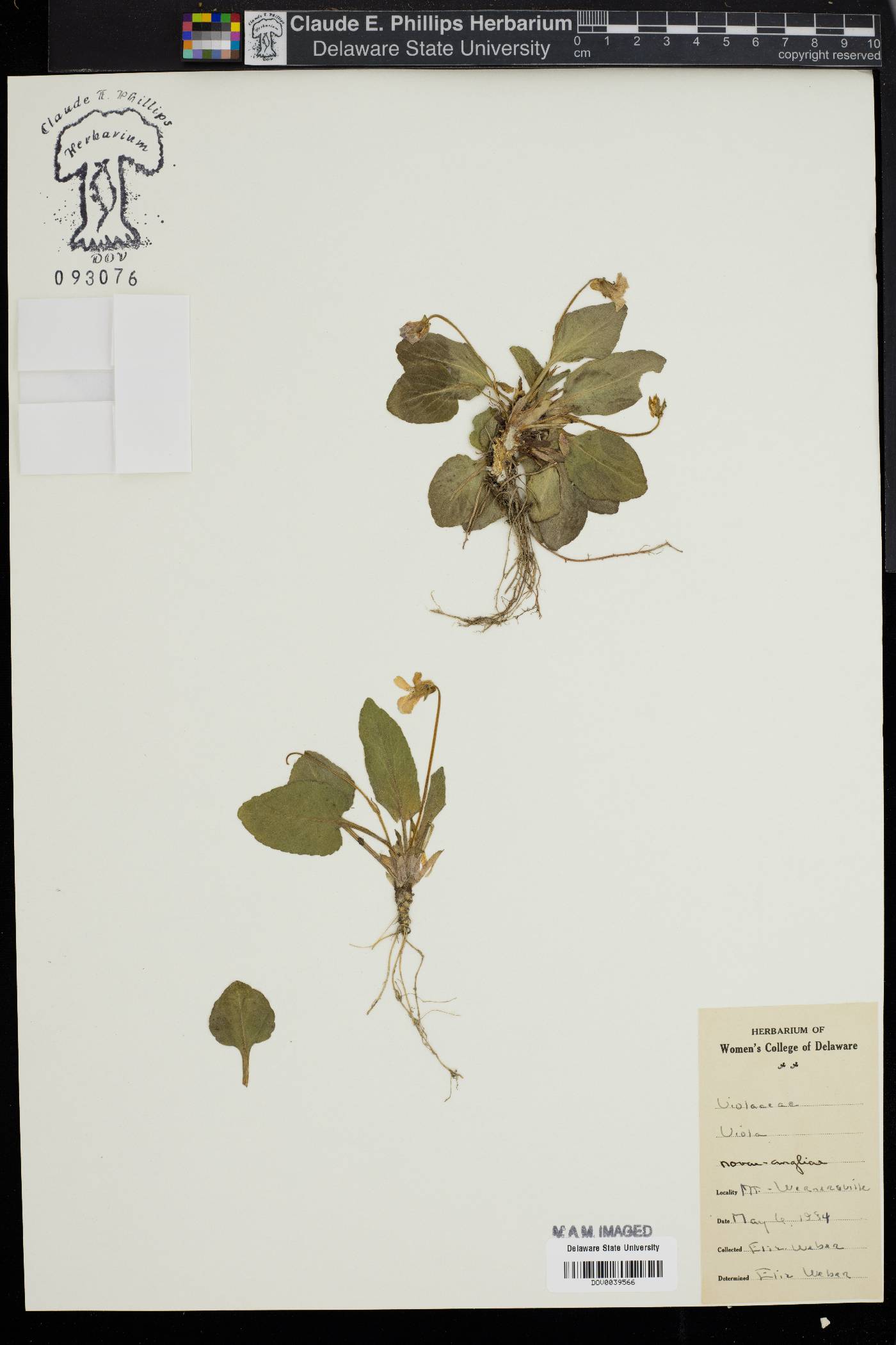 Viola novae-angliae image