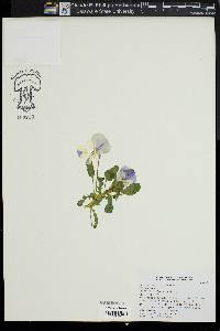 Viola cornuta image