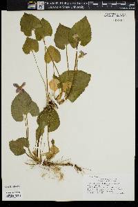 Viola suavis image