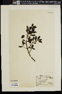 Phoradendron leucarpum subsp. leucarpum image