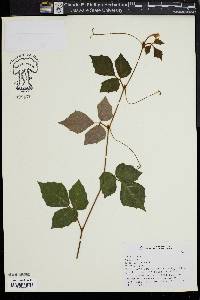 Cissus alata image