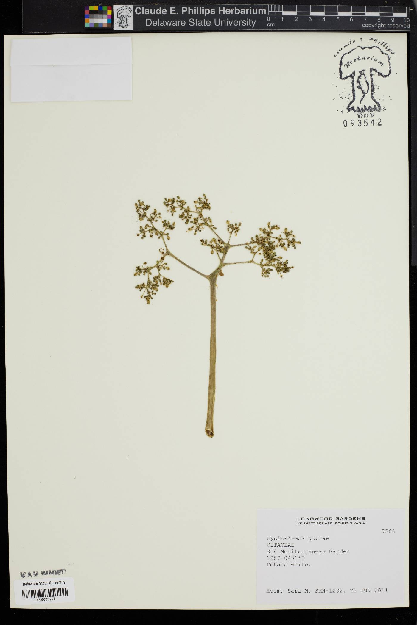 Cyphostemma juttae image