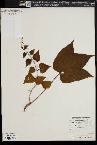Parthenocissus tricuspidata image