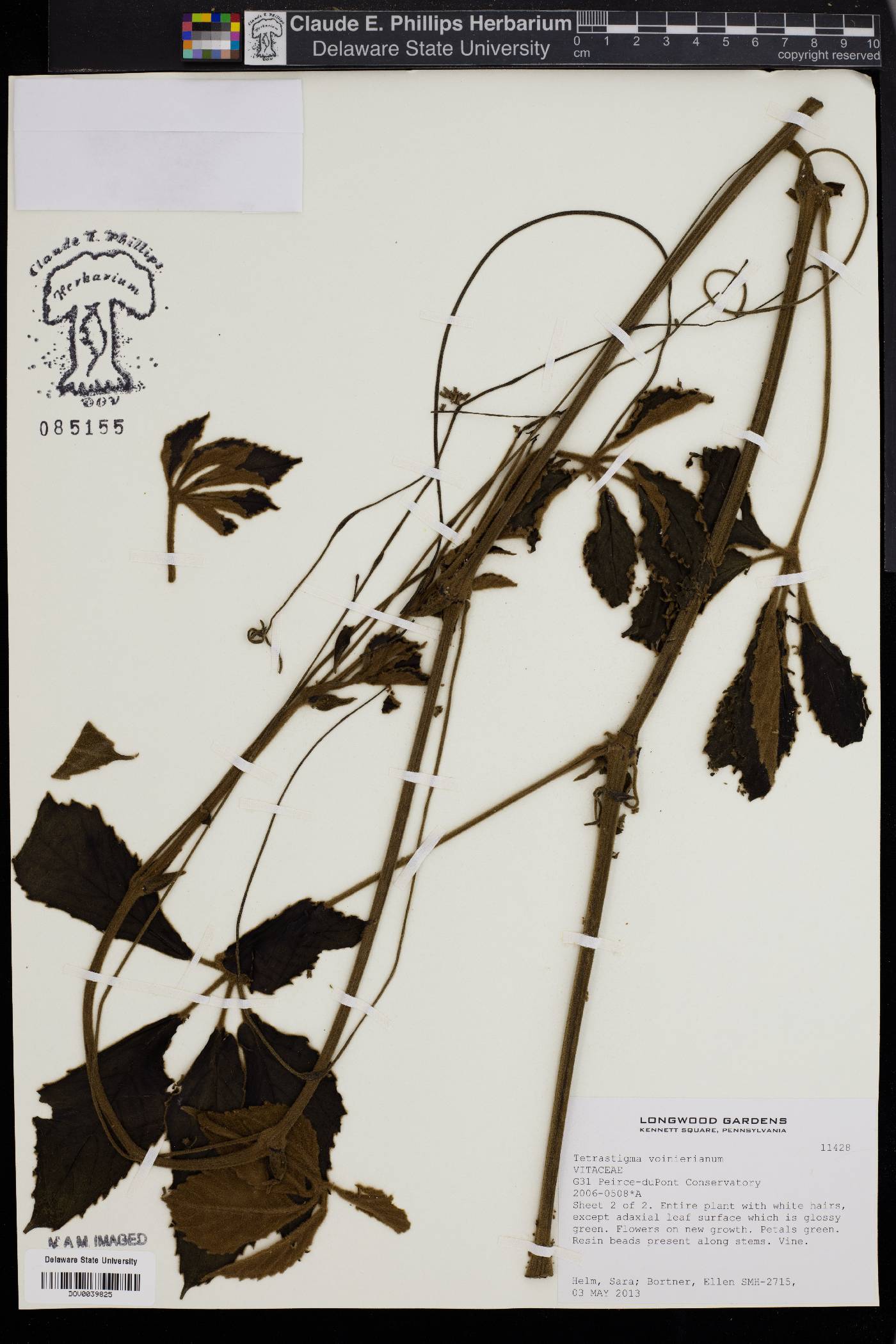 Tetrastigma voinierianum image