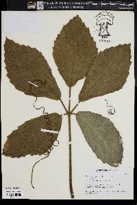 Tetrastigma voinierianum image