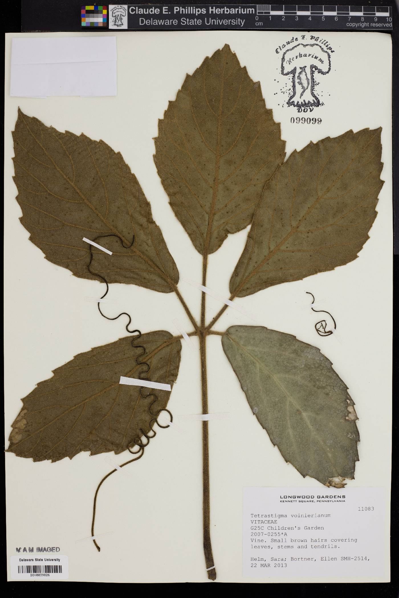 Tetrastigma voinierianum image