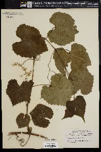 Vitis cordifolia image