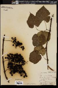 Vitis cordifolia image