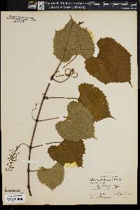 Vitis cordifolia image