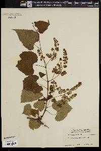 Vitis cordifolia image