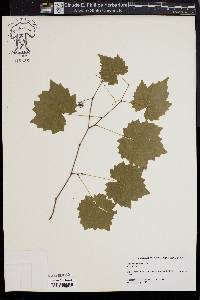 Vitis rotundifolia image