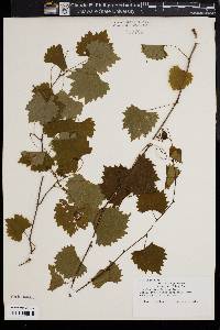 Vitis rotundifolia image