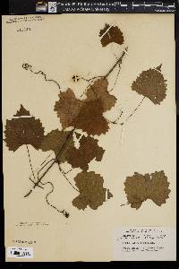 Vitis rotundifolia image