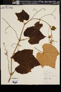 Vitis labrusca image