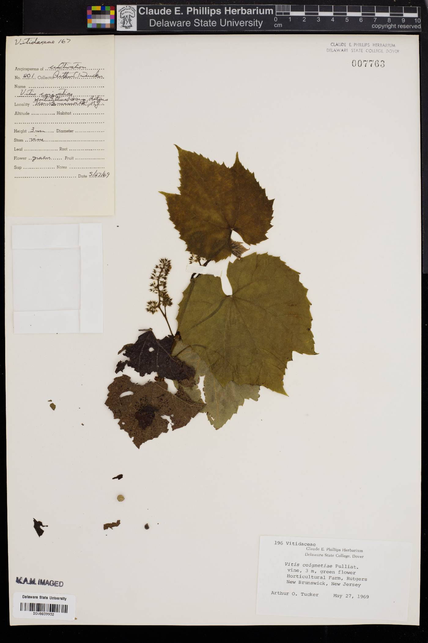 Vitis coignetiae image