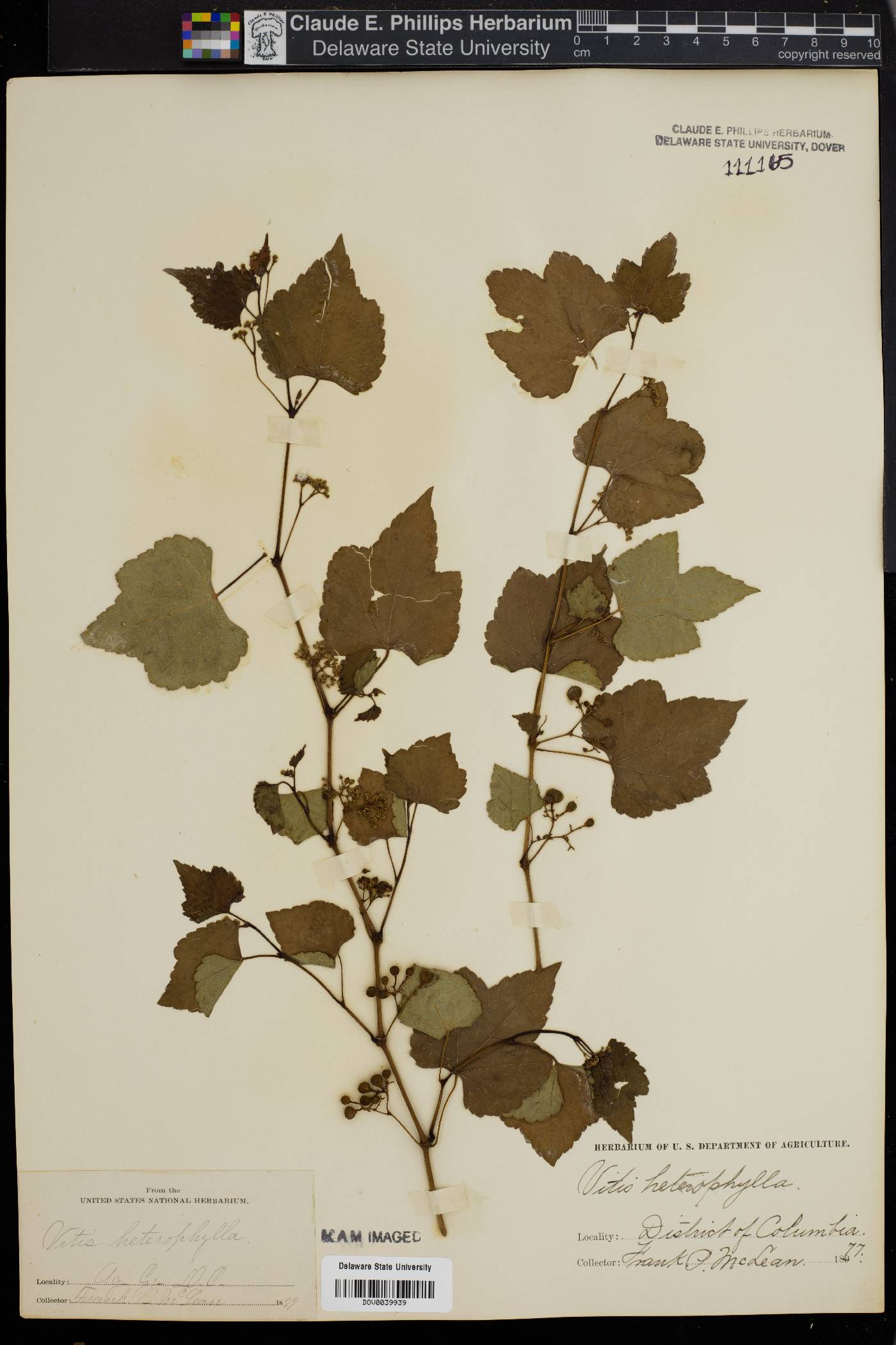 Vitis heterophylla image