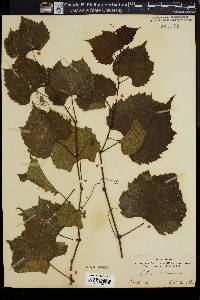 Vitis munsoniana image