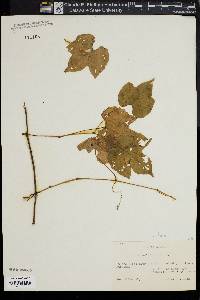 Vitis rotundifolia image