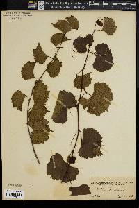 Vitis rupestris image