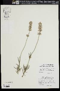 Lavandula angustifolia image