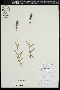 Lavandula angustifolia image