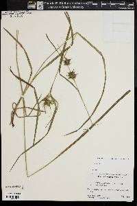 Carex intumescens var. intumescens image