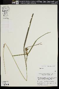 Carex intumescens var. intumescens image