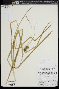 Carex intumescens var. intumescens image