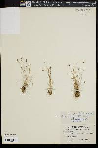 Bulbostylis capillaris subsp. capillaris image