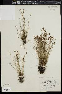 Bulbostylis capillaris subsp. capillaris image