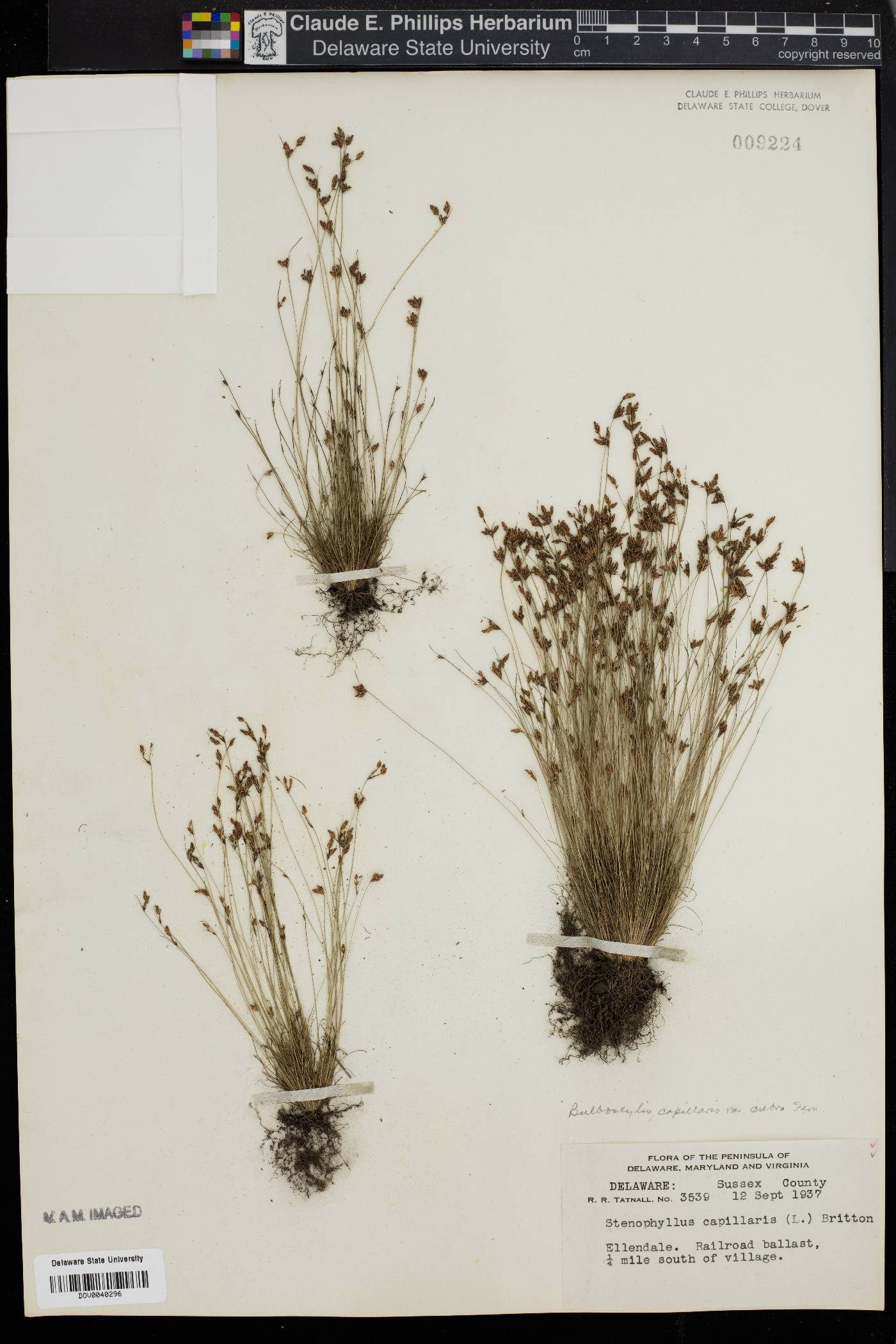 Bulbostylis capillaris subsp. capillaris image