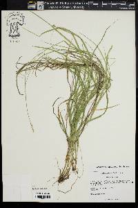 Carex argyrantha image