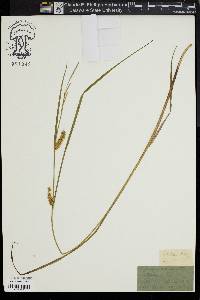 Carex rostrata image